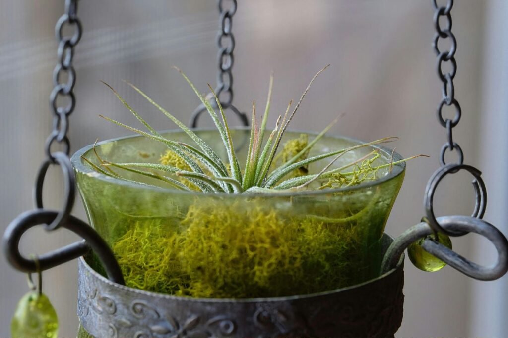 Air Plant