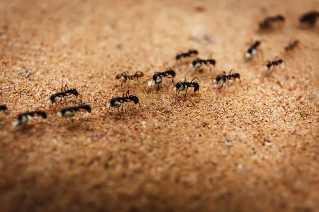 How to Stop Ants Nesting in Plant Pots