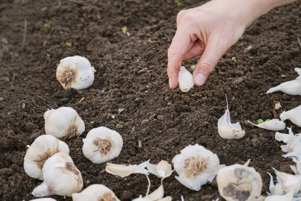 The Garlic Planting Process – A Step-By-Step Guide