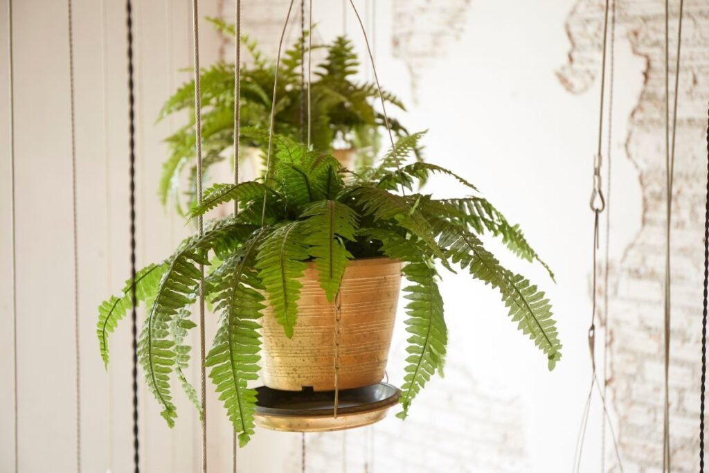 Hanging plants