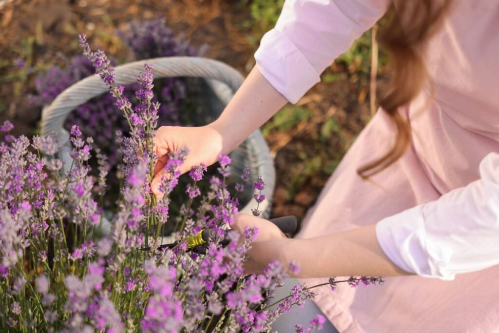How to Trim Lavender Plant