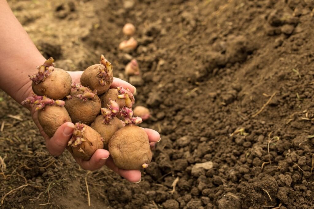 Best Time to Plant Potatoes: A Comprehensive Growing Guide