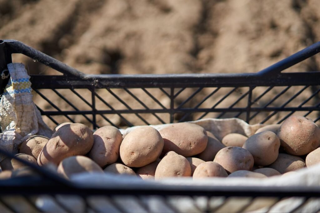 Best Time to Plant Potatoes: A Comprehensive Growing Guide