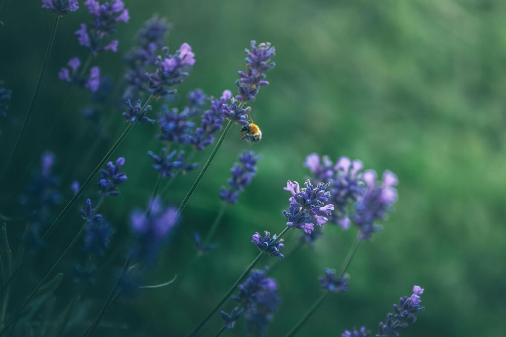 Lavender repel flies