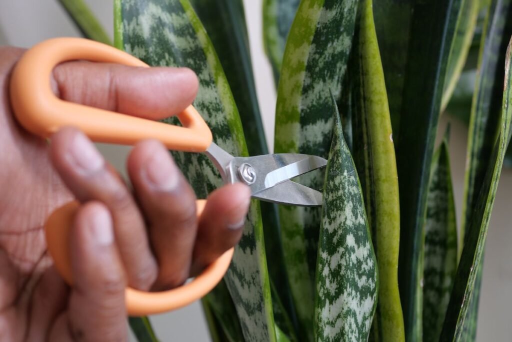 How to Trim Snake Plant