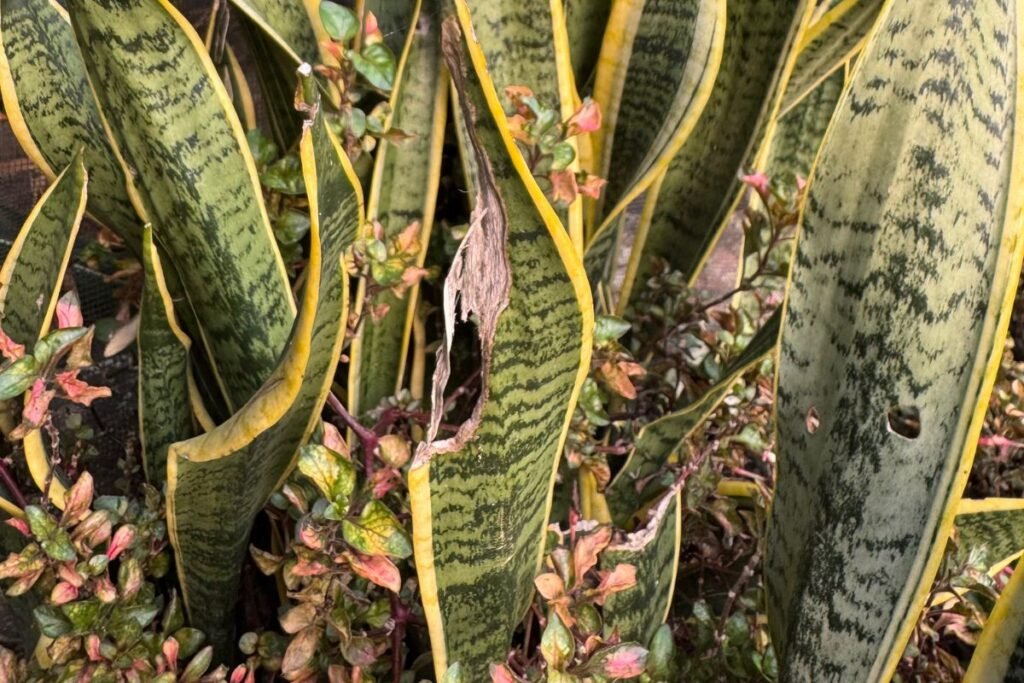 Snake Plant propogation