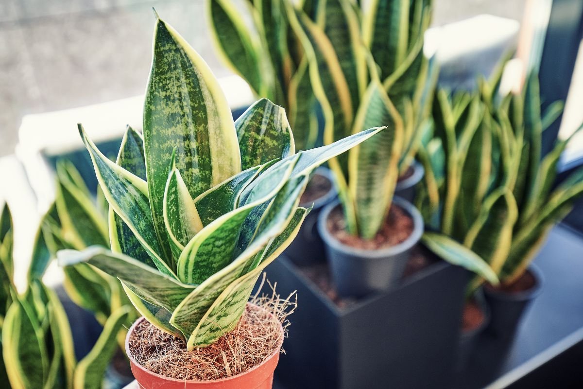How Often to Water Snake Plant: Ultimate Watering Guide
