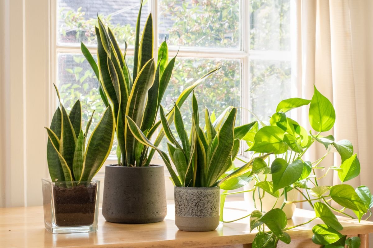 Snake plants