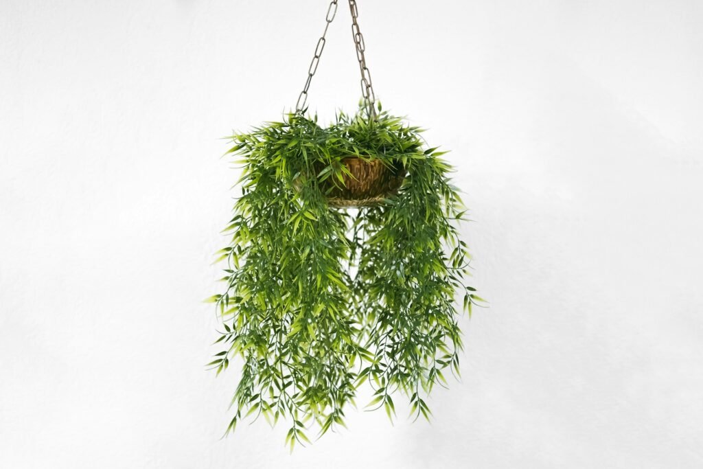 do air plants need sun