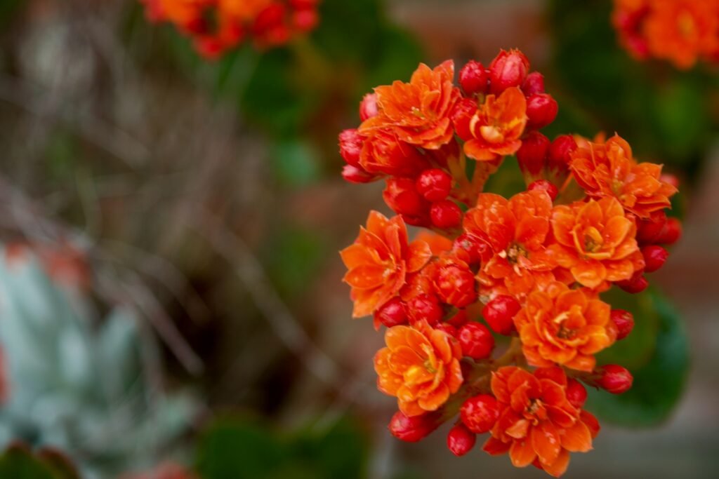 how to care for a kalanchoe plant