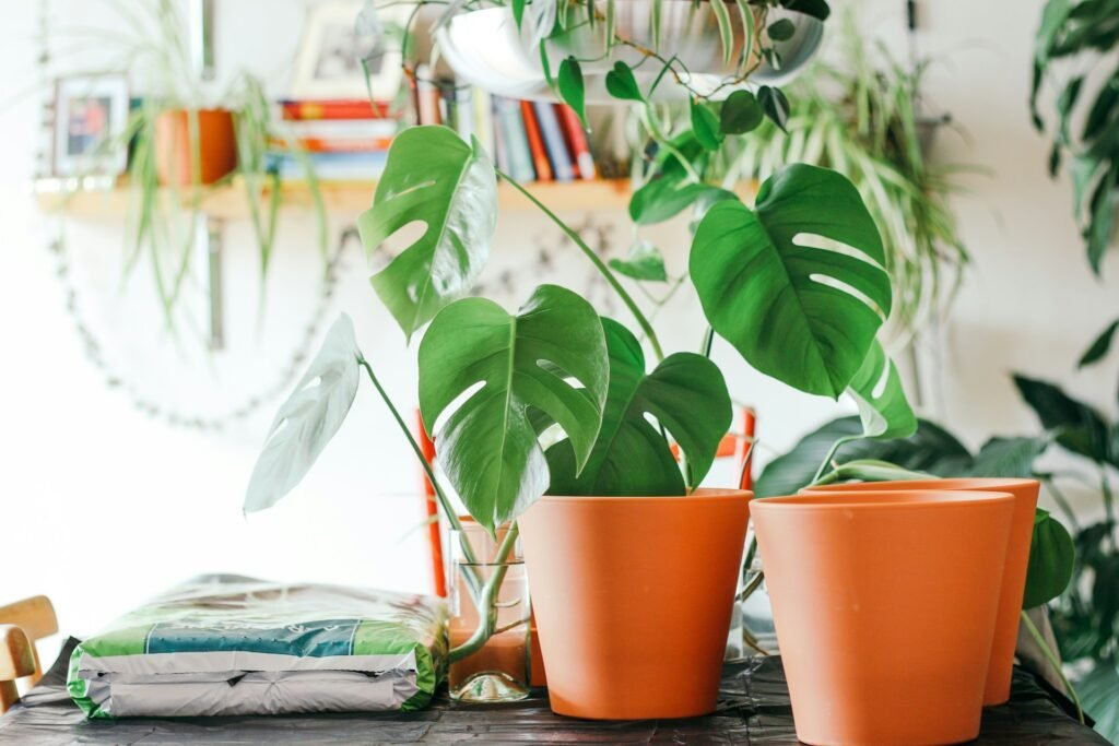 can you revive a dead plant