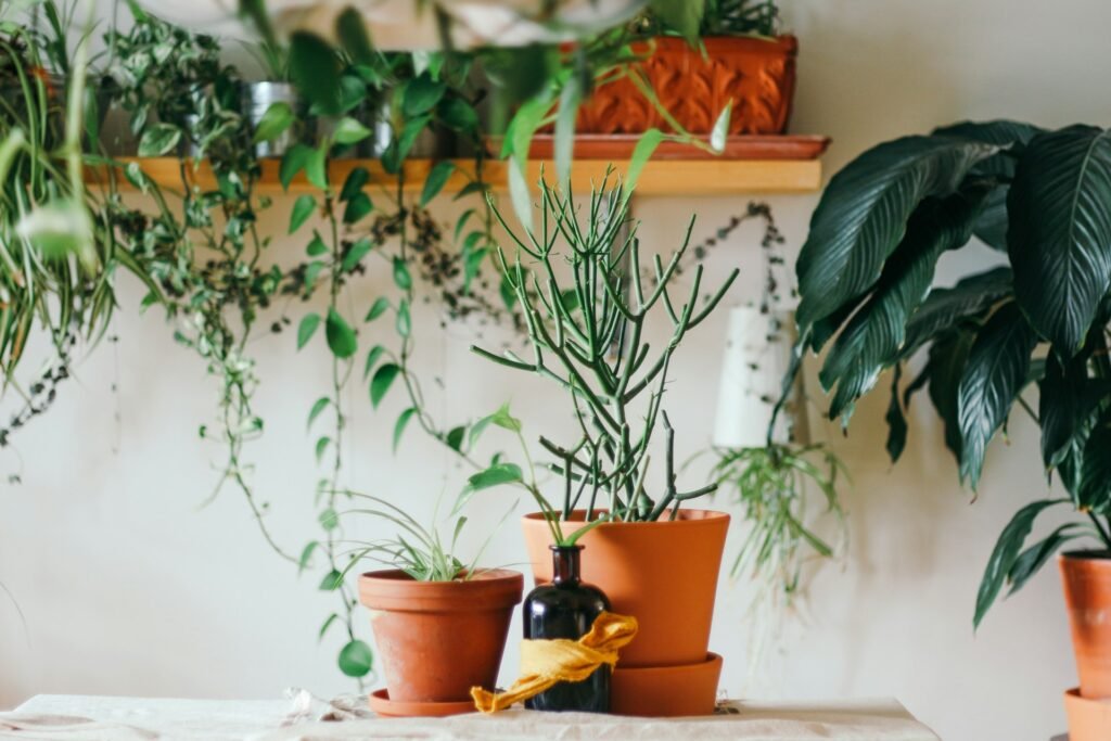 can you revive a dead plant