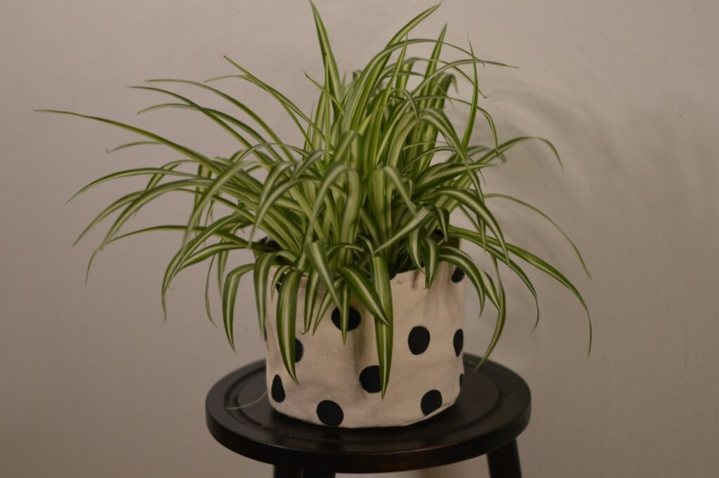 how to make spider plant bushier