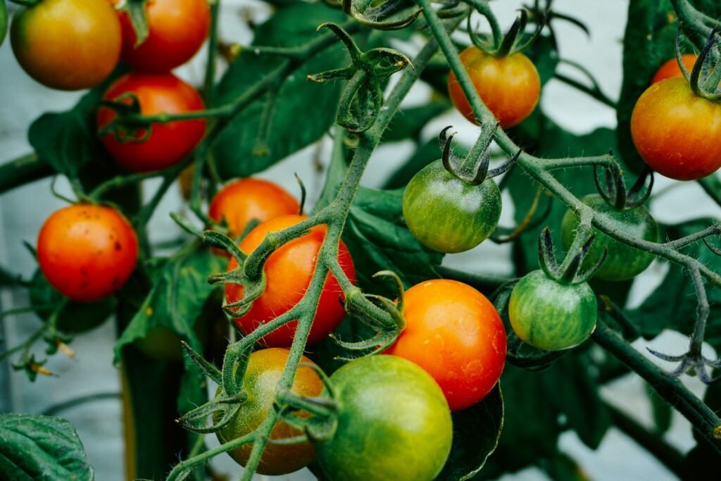 best time to plant tomatoes