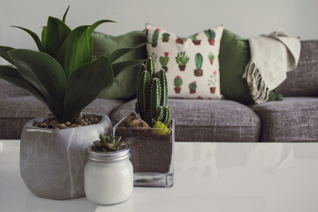 best plants for apartments