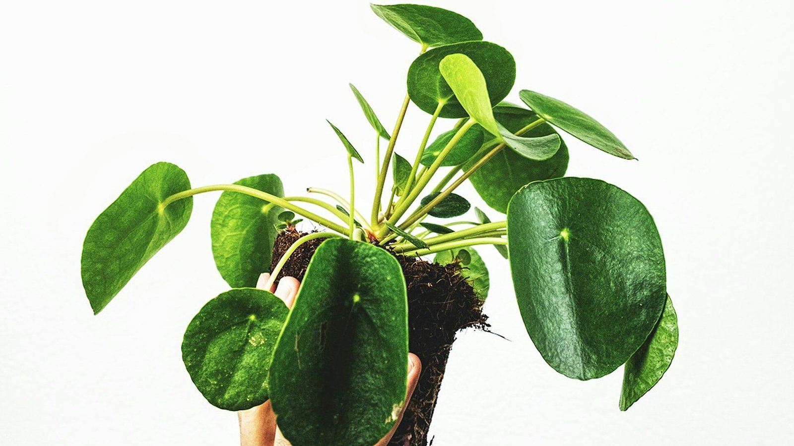 how to take care of money plant