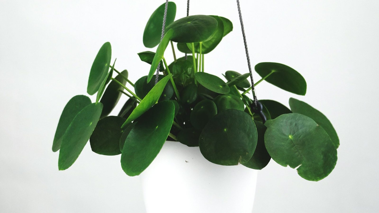 how to take care of money plant