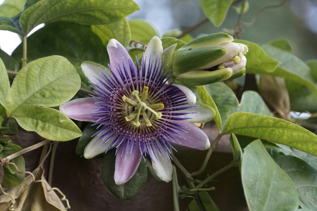 Passion Flower