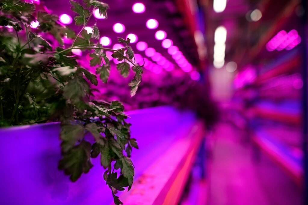 can led lights grow plants