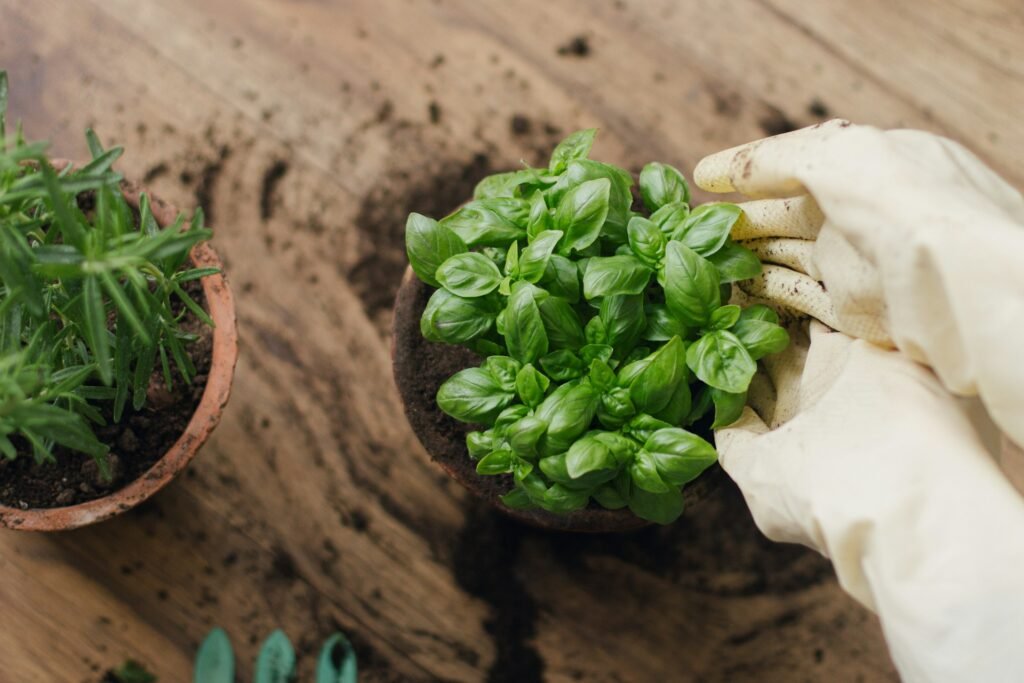 how to keep a basil plant alive