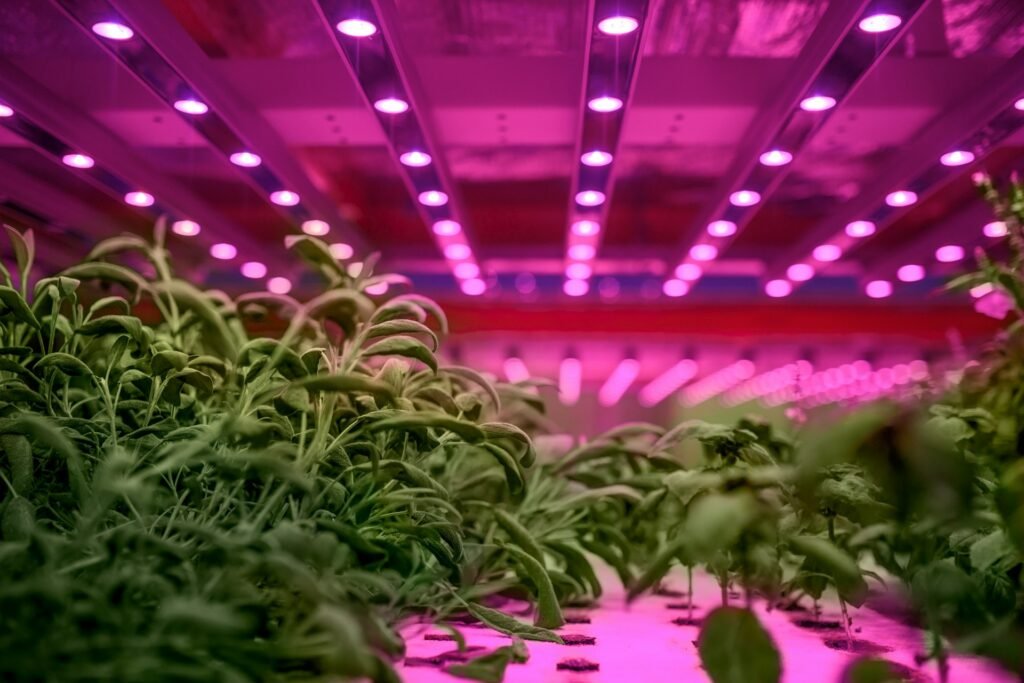 can led lights grow plants