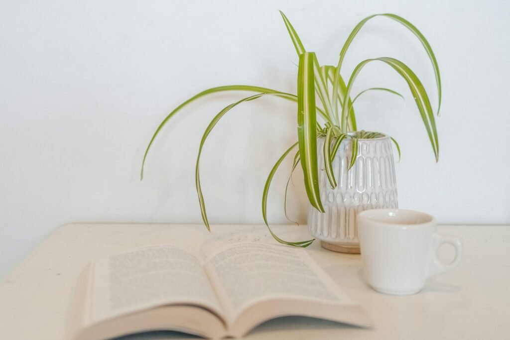 how to make spider plant bushier