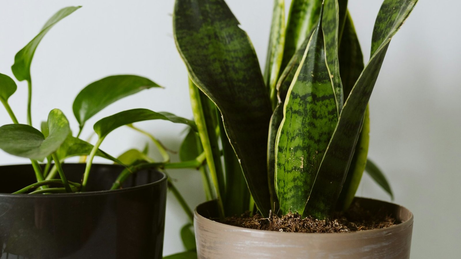 how to propagate snake plant