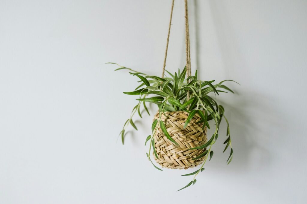 how to hang plants