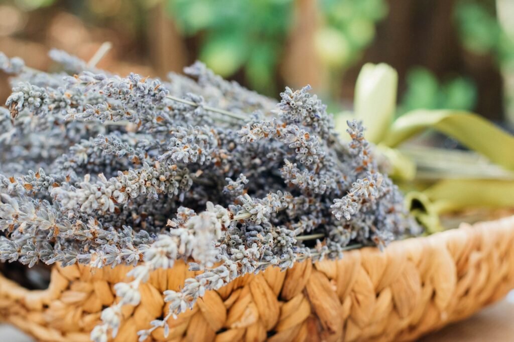 how to trim lavender plant