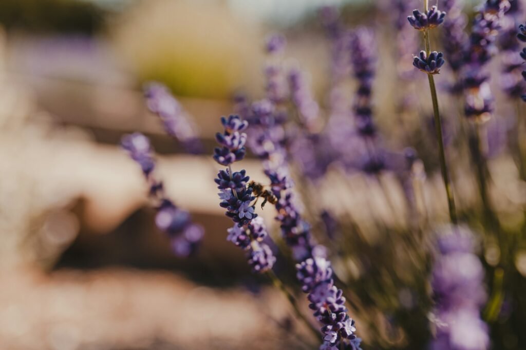 what to plant with lavender