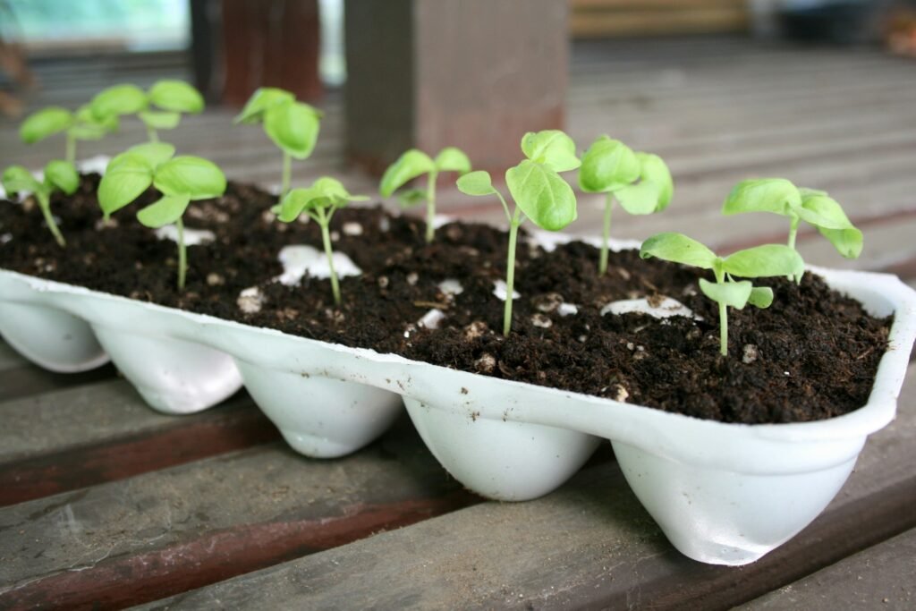 how to keep a basil plant alive