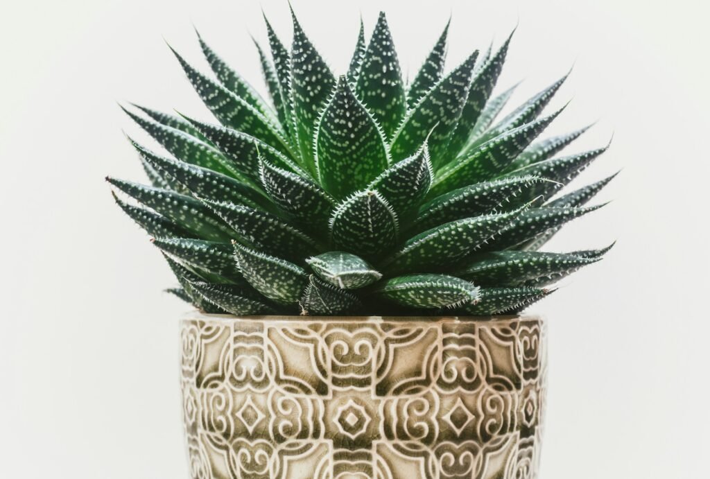how to save an aloe plant