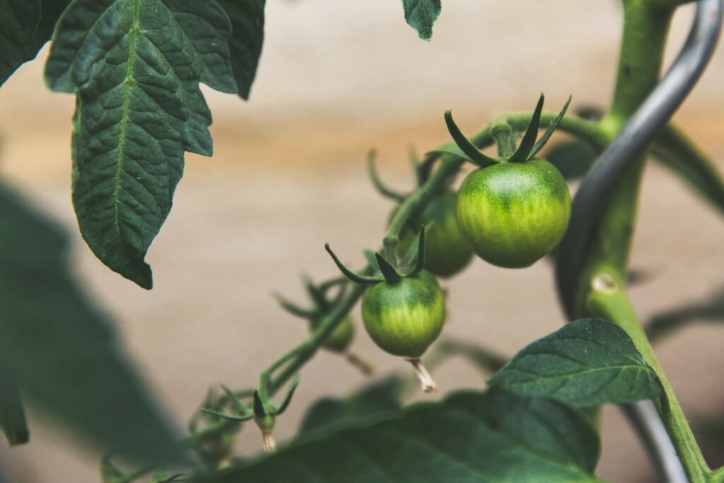 best time to plant tomatoes