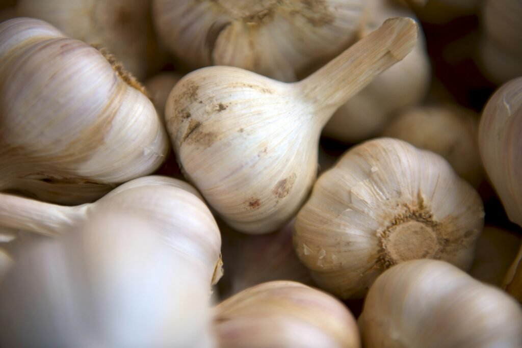 best time to plant garlic