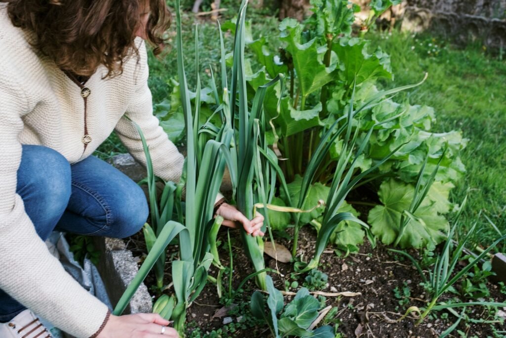 what plants repel flies