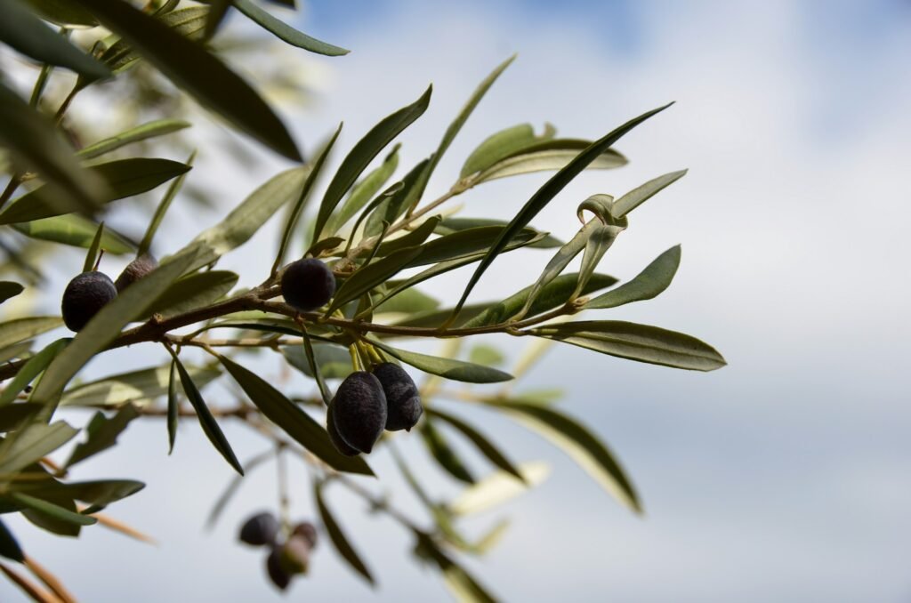 what to plant with lavender