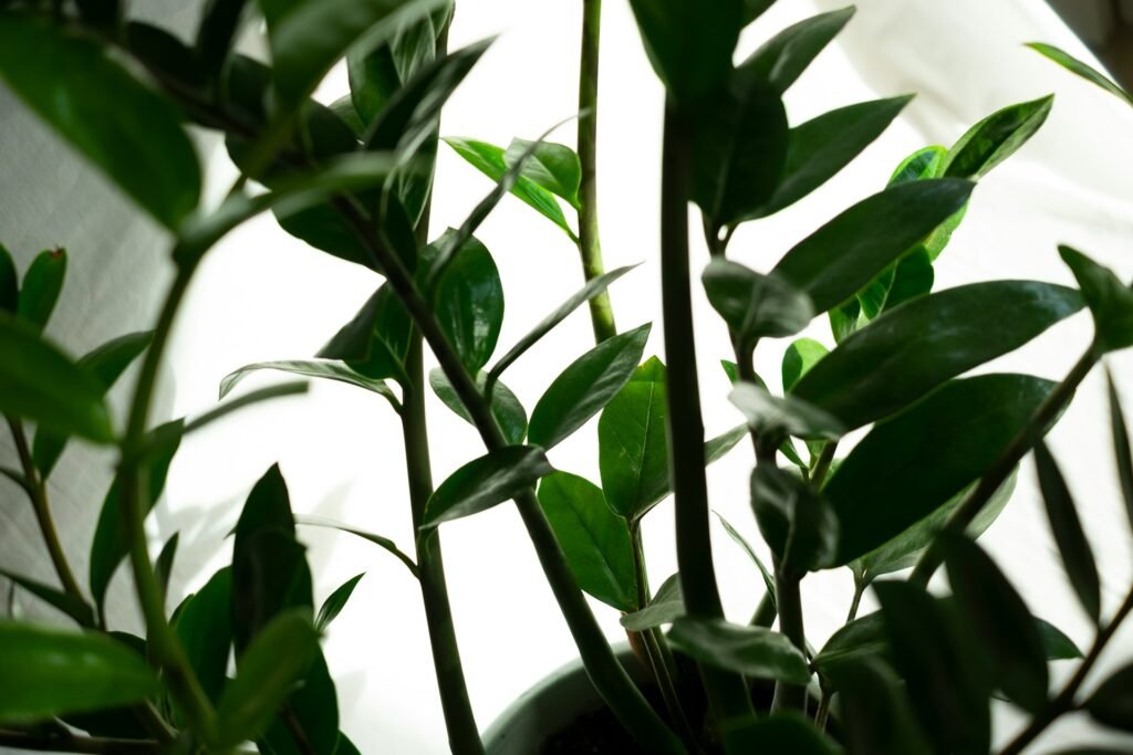 how to propagate zz plant