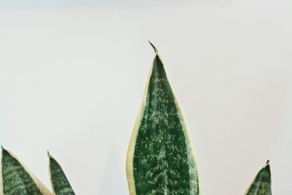 best soil for snake plant