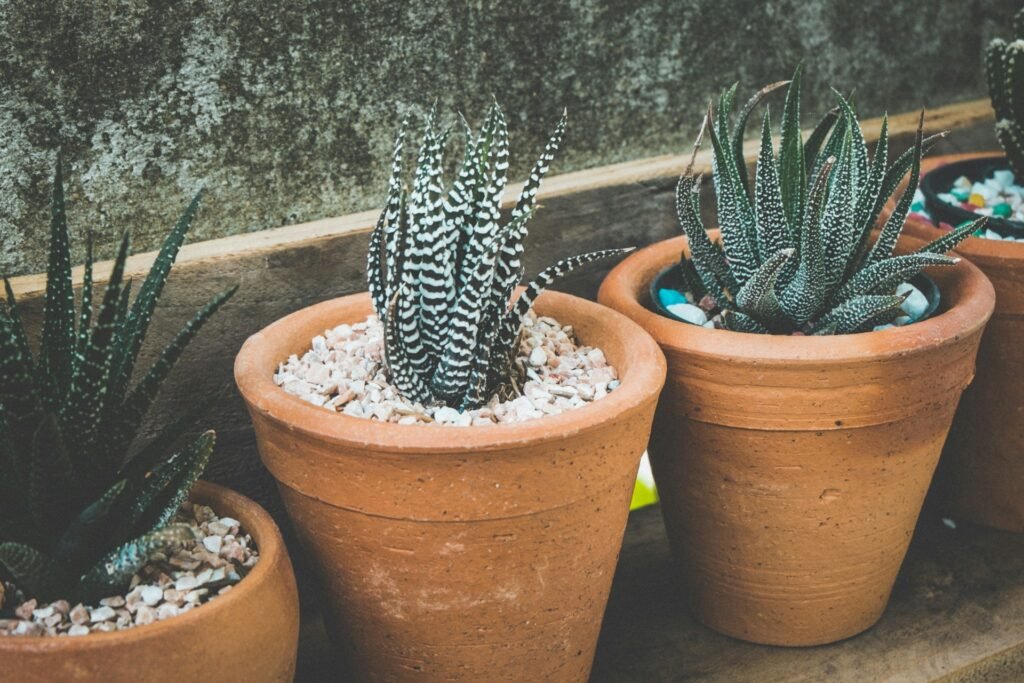 how to save an aloe plant