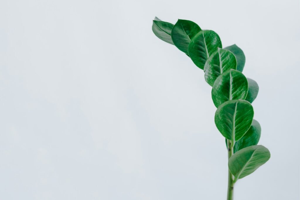 how to propagate zz plant