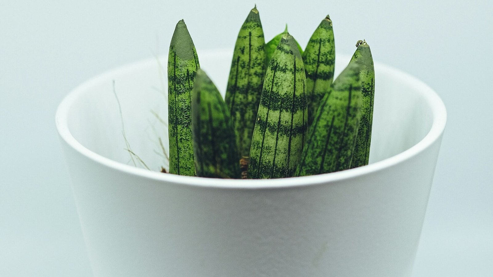 how to propagate snake plant