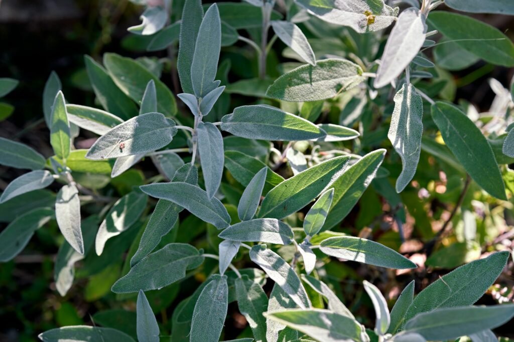 what to plant with lavender