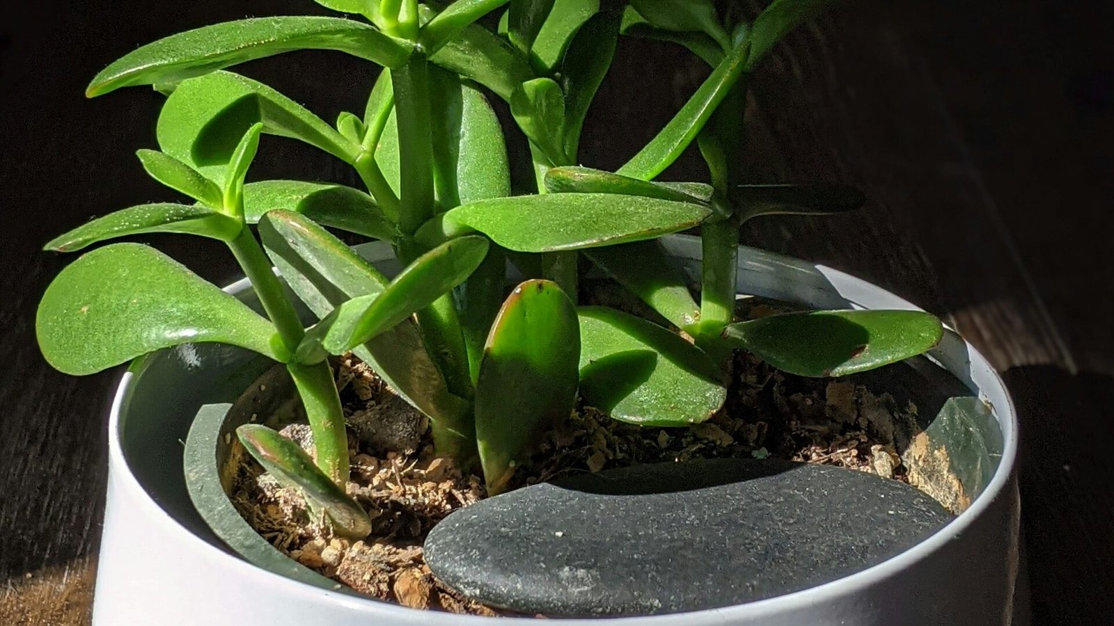 how to propagate jade plant