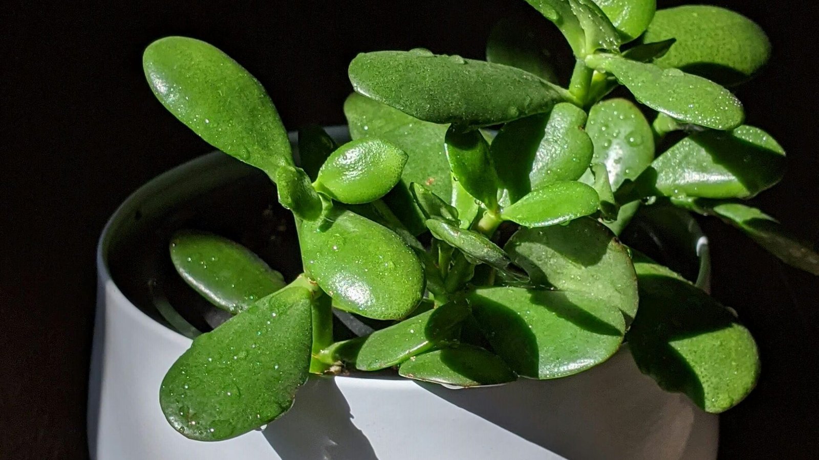 how to propagate jade plant