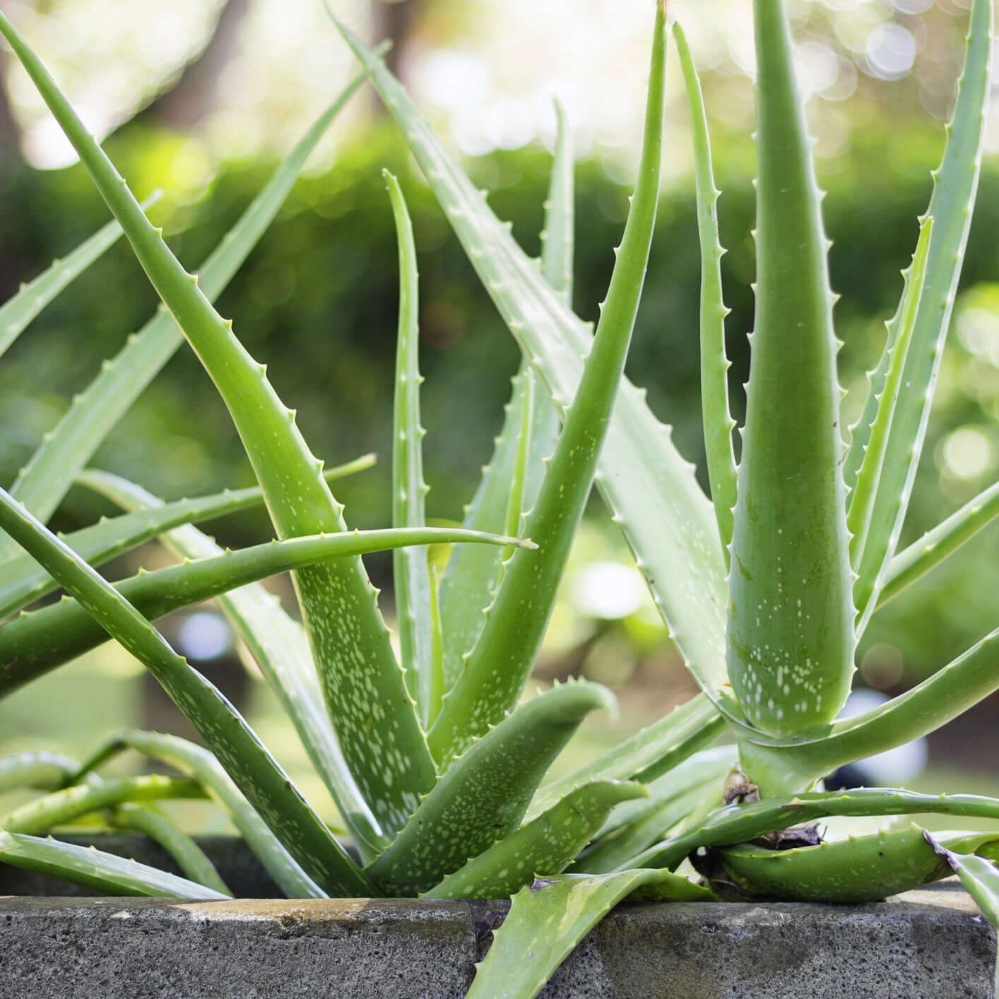 Low Maintenance Plants: Aloe Vera