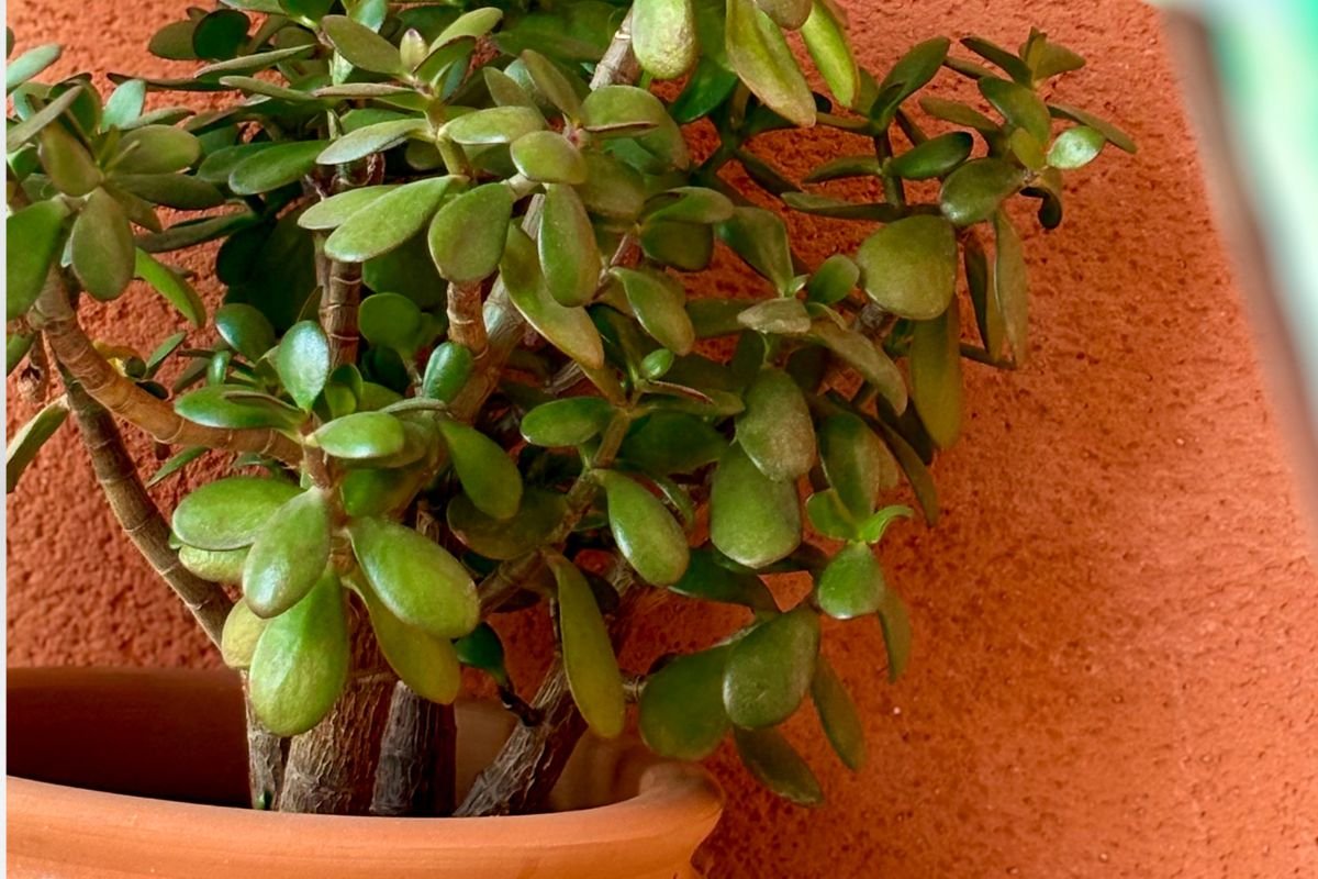 How Often to Water Jade Plant: Seasonal Care Tips