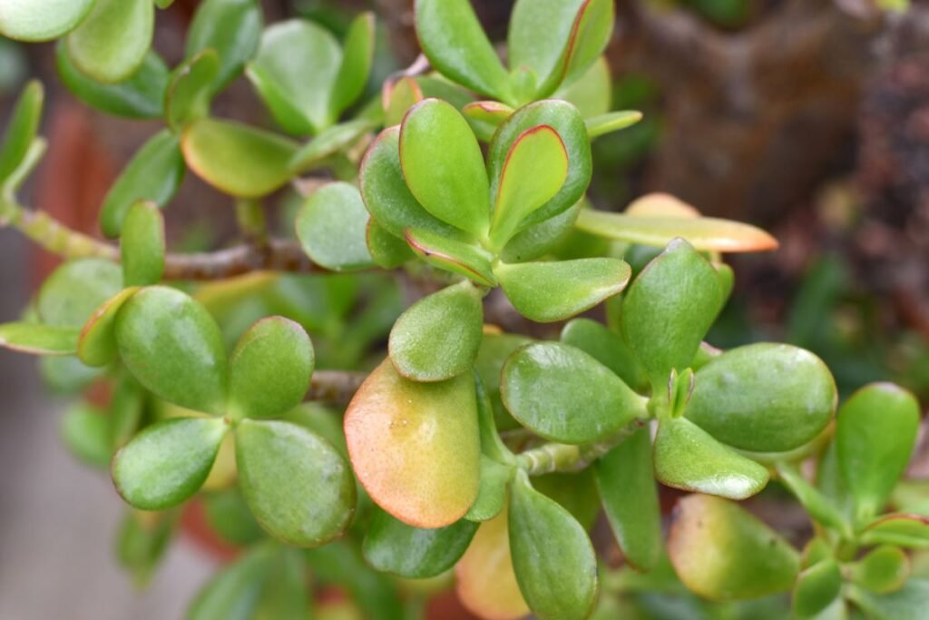 How Often to Water Jade Plant: Seasonal Care Tips