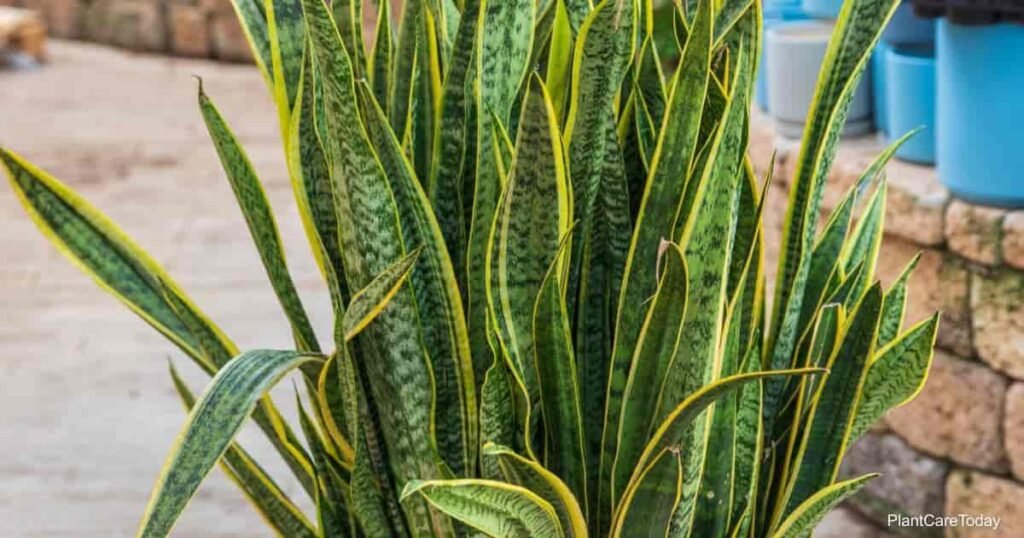why is my snake plant turning yellow