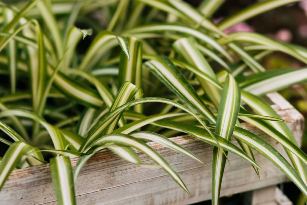 How Often to Water Spider Plant – A Comprehensive Guide