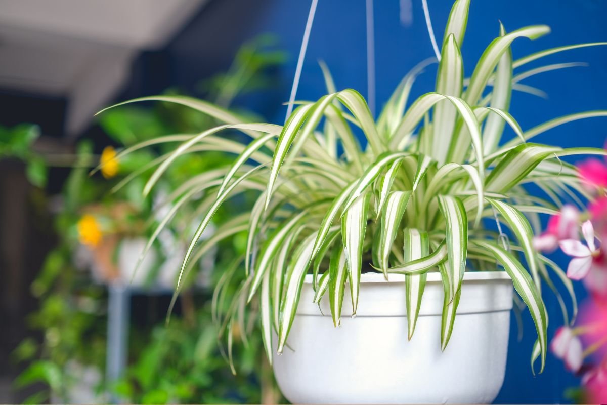 How Often to Water Spider Plant – A Comprehensive Guide